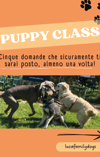 puppyclass1